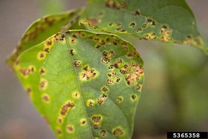 سماد هيومك اسيد